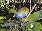 A Purple Galinule tiptoes around.