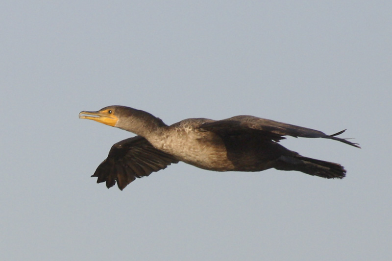 Cormorant on the wing.