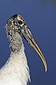 A Wood Stork.