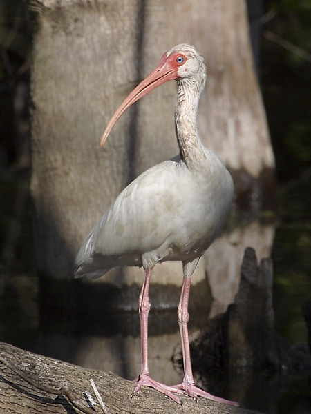 Sunday, I went to Big Cypress National Preserve for the first time.  Here, a White Ibis hangs out in the Cypress swamp.