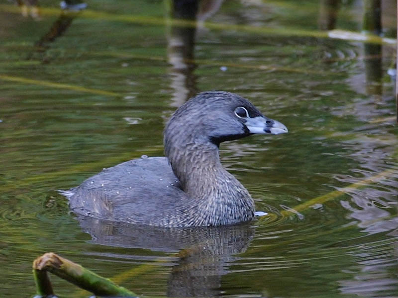 Exposure: 1/640 sec, f7.1, ISO400, 400mm