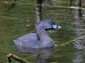 A juvenile Coot, I think.