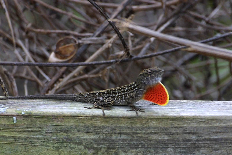 Exposure: 1/800 sec, f8.0, ISO400, 400mm