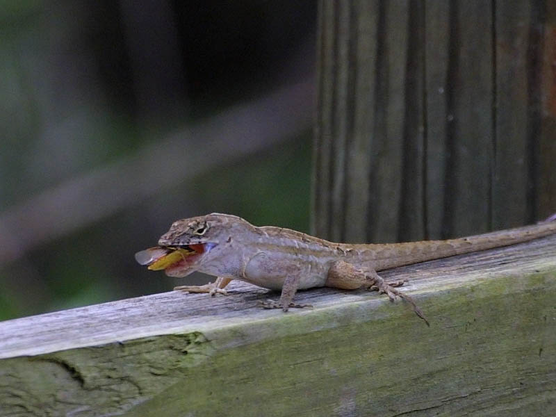 Exposure: 1/800 sec, f8.0, ISO400, 400mm