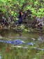 This coot wants to avoid being this 'gator's lunch.