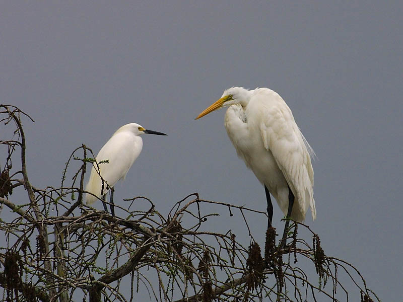 Exposure: 1/1000 sec, f9.0, ISO400, 400mm