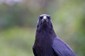 A Raven giving me that "nevermore" look.