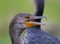 Cormorant.... see that hooked beak?