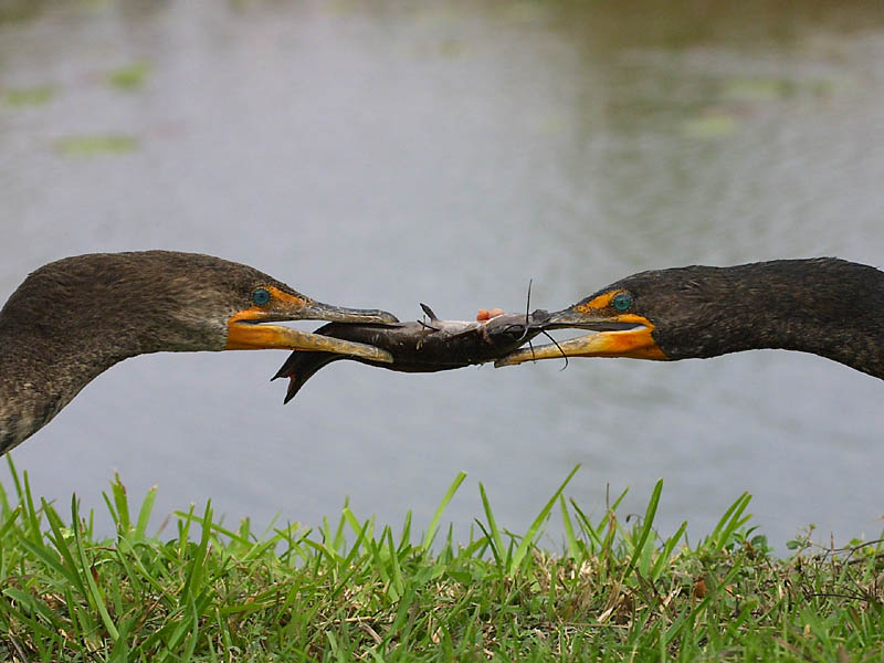 Exposure: 1/800 sec, f10, ISO400, 160mm