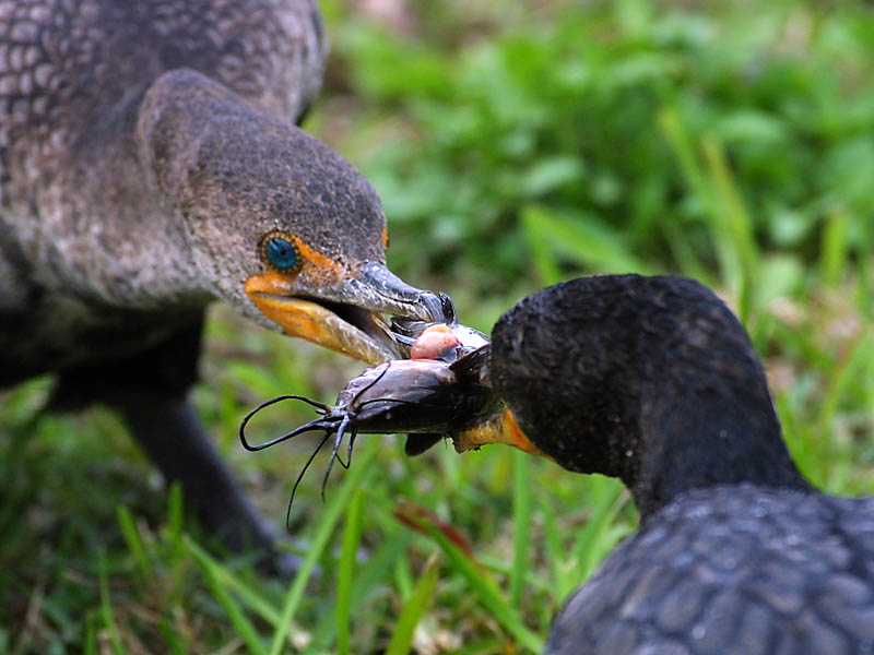 Exposure: 1/640 sec, f7.1, ISO400, 400mm