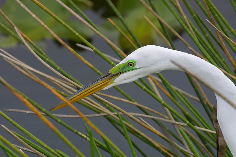 Exposure: 1/1000 sec, f9.0, ISO400, 400mm