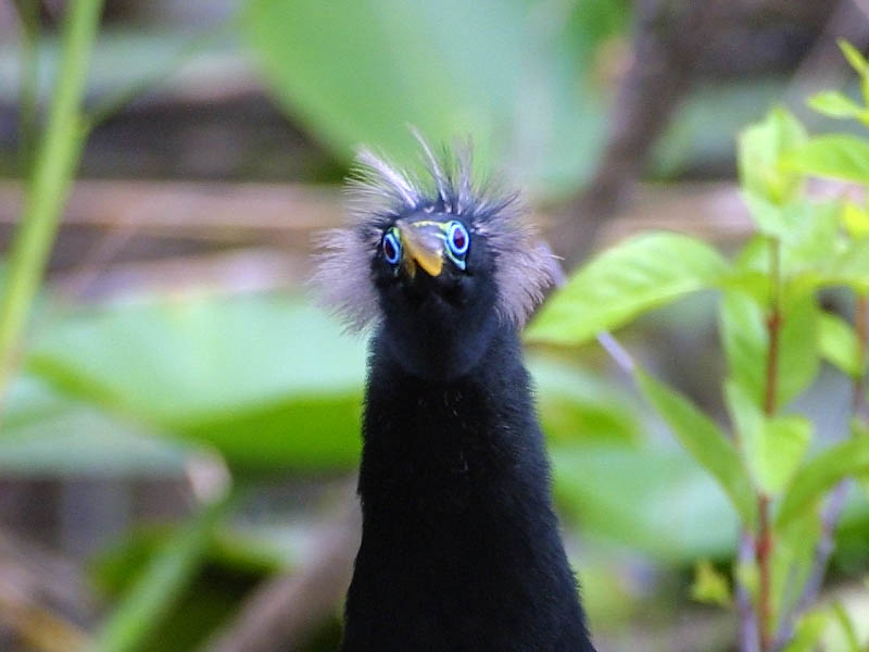 Exposure: 1/400 sec, f5.6, ISO400, 400mm