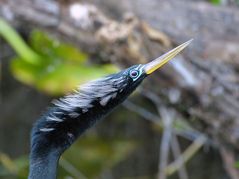 Exposure: 1/250 sec, f5.6, ISO400, 400mm