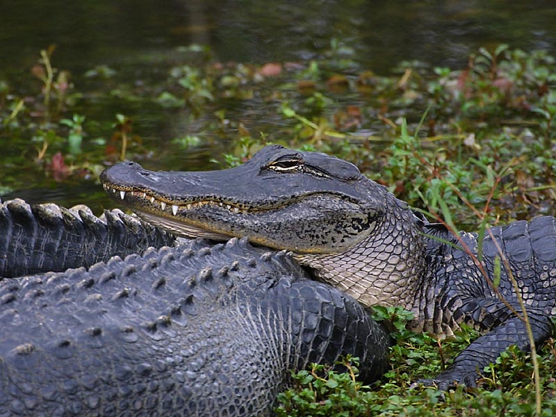 Exposure: 1/500 sec, f6.3, ISO400, 400mm