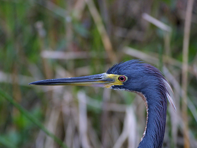 Exposure: 1/400 sec, f5.6, ISO400, 400mm