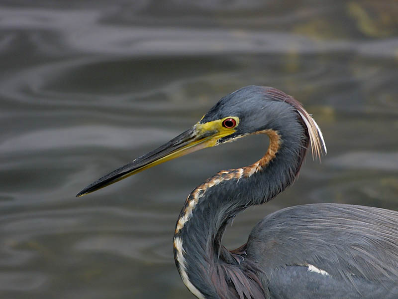 Exposure: 1/500 sec, f7.1, ISO400, 400mm