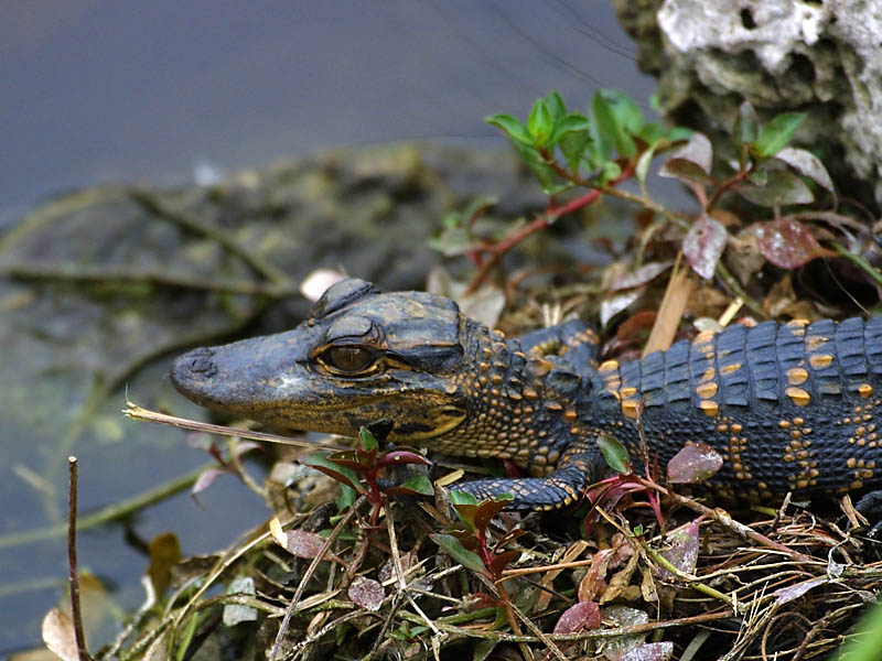 Exposure: 1/500 sec, f6.3, ISO400, 400mm