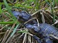 Two baby 'gators.