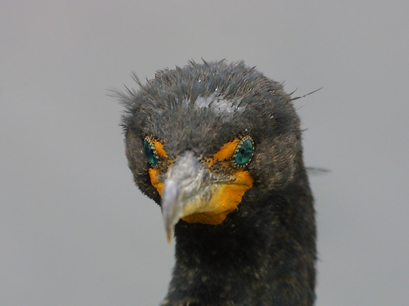 Exposure: 1/640 sec, f7.1, ISO400, 400mm