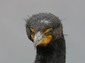 Cormorant