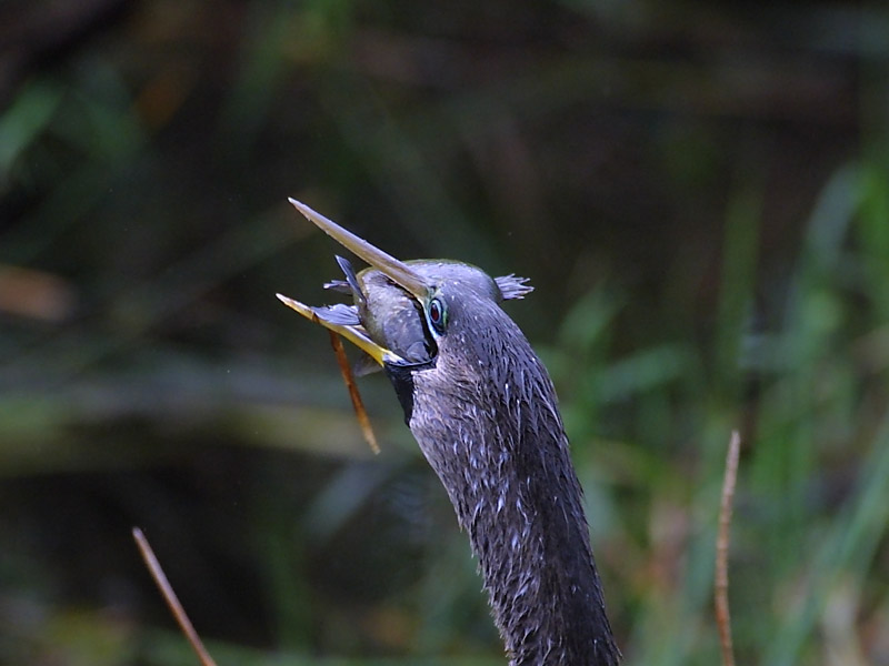 Exposure: 1/500 sec, f6.3, ISO400, 400mm