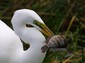 The Egrets are no kinder.