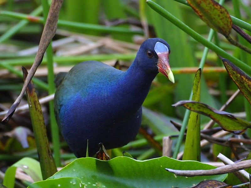 Exposure: 1/500 sec, f6.3, ISO400, 400mm