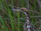 This is supposedly American Bittern, but for some reason, he's not waving a flag and cheering at the Olympics.