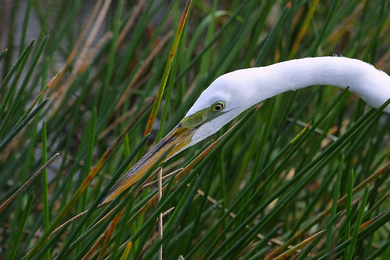 Exposure: 1/640 sec, f7.1, ISO400, 330mm