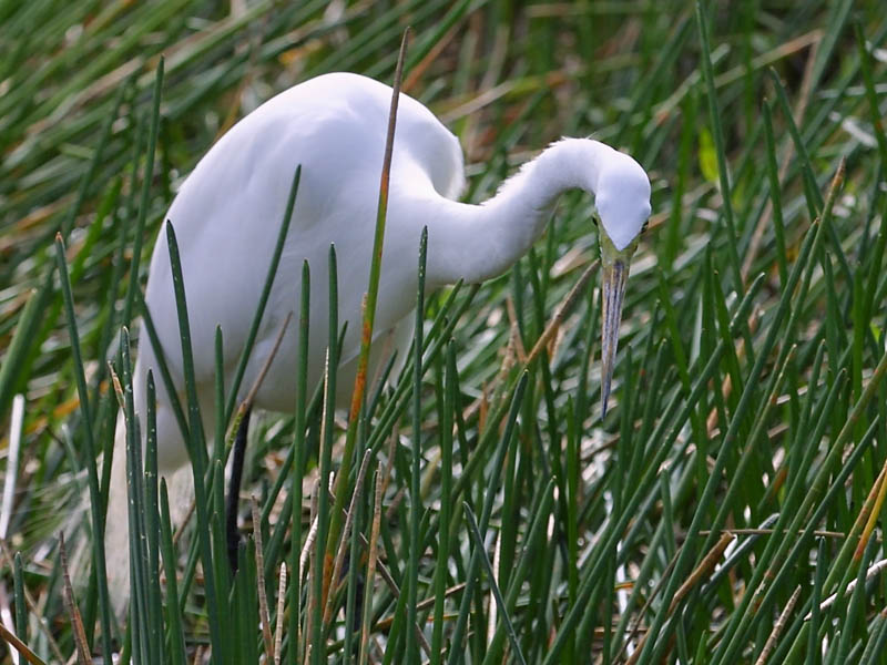 Exposure: 1/640 sec, f8.0, ISO400, 220mm