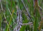 I think the Bittern is giving us the evil eye.