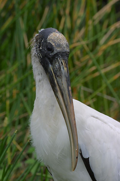 Exposure: 1/200 sec, f11, ISO400, 400mm