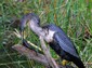 Another Anhinga spoiling a fish's Saturday.