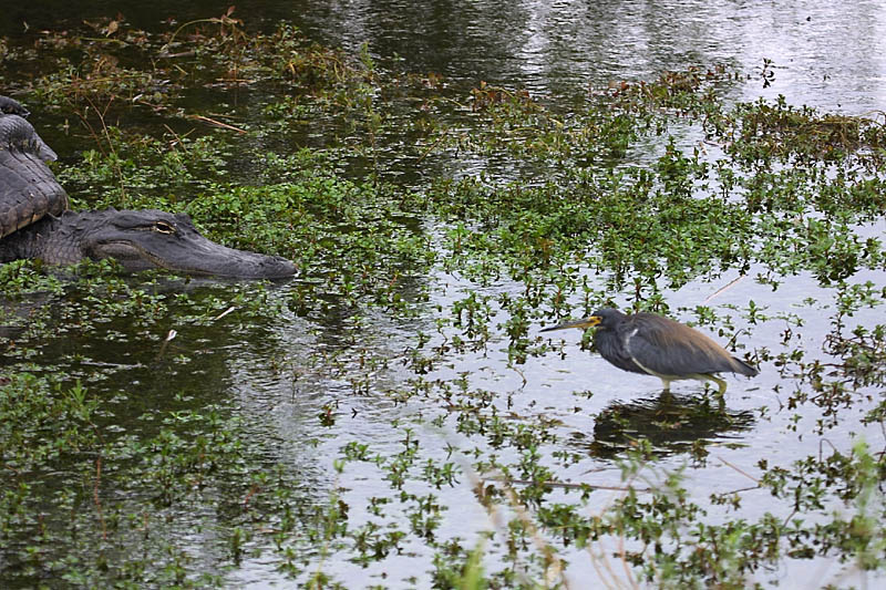 Exposure: 1/250 sec, f5.0, ISO100, 160mm