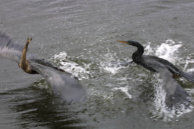 Exposure: 1/250 sec, f6.3, ISO100, 130mm