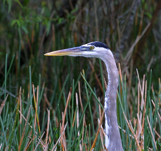Exposure: 1/125 sec, f5.6, ISO100, 310mm