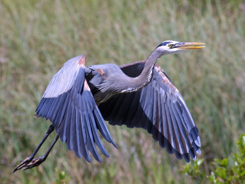 Exposure: 1/1000 sec, f9.0, ISO400, 400mm