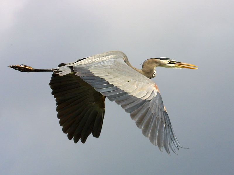 Exposure: 1/1250 sec, f11, ISO400, 210mm