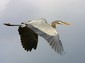 Same bird, same flight.