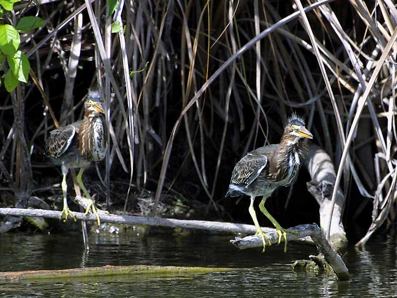 Exposure: 1/640 sec, f8.0, ISO400, 400mm