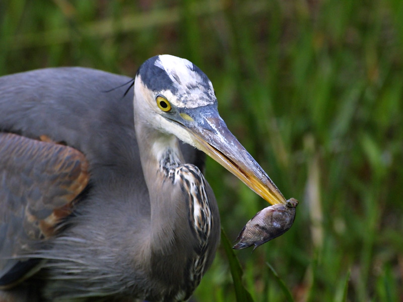 Exposure: 1/800 sec, f8.0, ISO400, 400mm