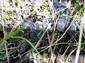 How many baby alligators are in this picture?