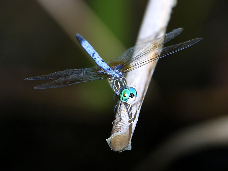 Exposure: 1/640 sec, f7.1, ISO400, 400mm