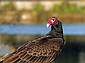 The Turkey Vulture has a very appropriate name.