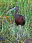 A Glossy Ibis.