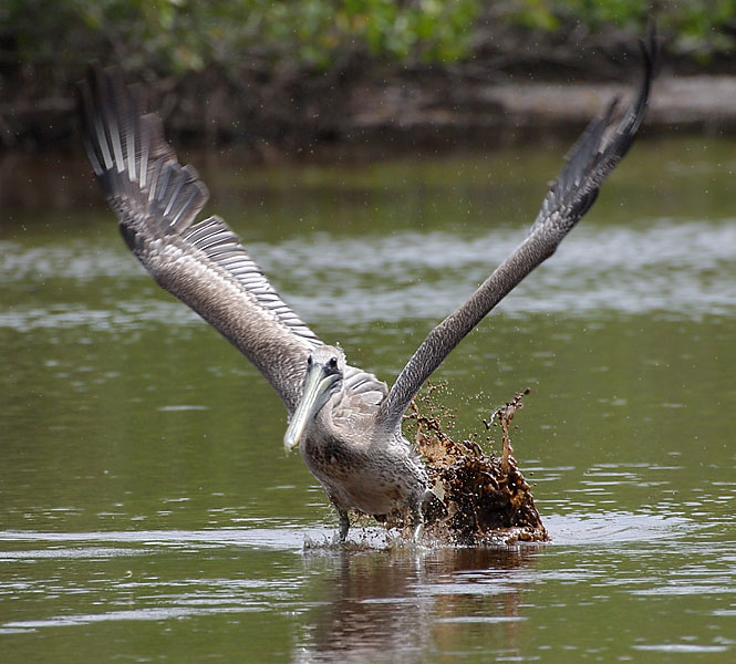 A Pelican takes off.