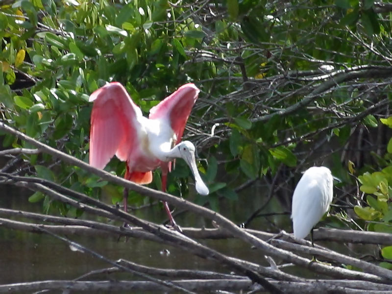 A Roseate Spoonbill among some Egrets.