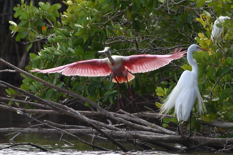 Spoonbill takeoff.