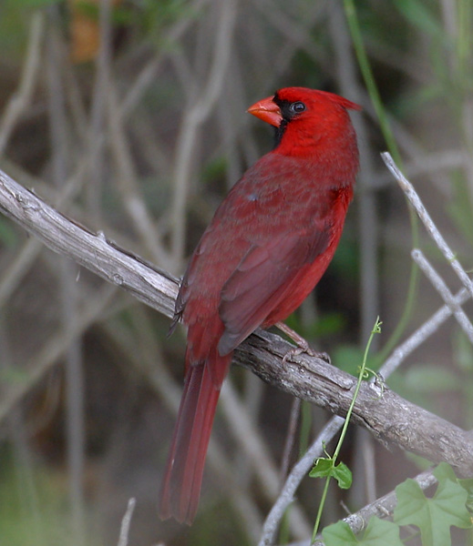 and a male Cardinal