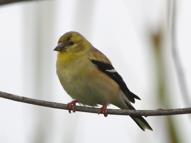 A Little Yeller Feller.